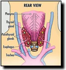 Illustration showing rear view of thyroid and parathyroid glands